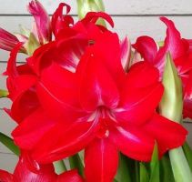 Amaryllis Jumbo Potted Kit - Double Delicious